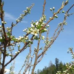 April 2015 Blooms at E.P. Orchards