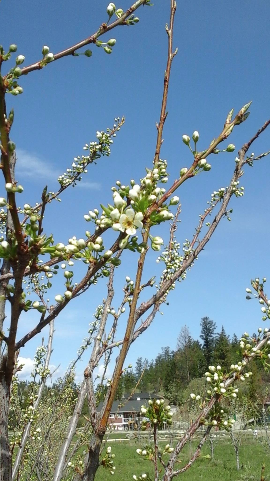 April 2015 Blooms at E.P. Orchards